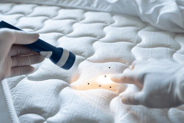 Does Carpet Cleaner Kill Bed Bugs?