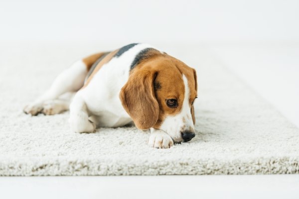 10 Powerful Reasons Will Carpet Cleaning Get Rid Of Urine Smell