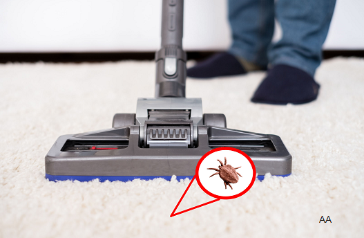 Does Steam Cleaning Carpet Effectively Kill Fleas?